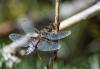 Libellula depressa